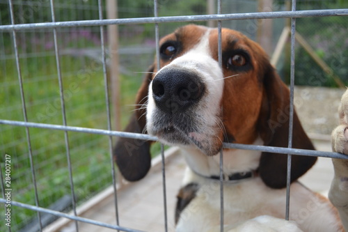 finnish hound in the cage outdoors. beautiful adult dog. sad portrait. 