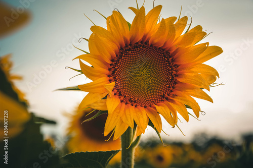 Obraz na płótnie sunflower on background of blue sky w salonie