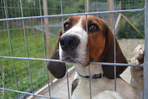 finnish hound in the cage outdoors. beautiful adult dog. sad portrait. 