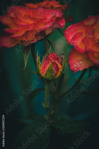 Obraz na płótnie red rose on black background w salonie