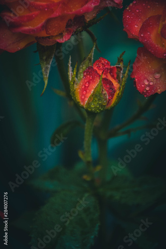 Obraz na płótnie red rose on black background w salonie