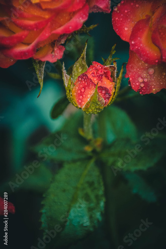 Obraz na płótnie red rose with drops of water w salonie