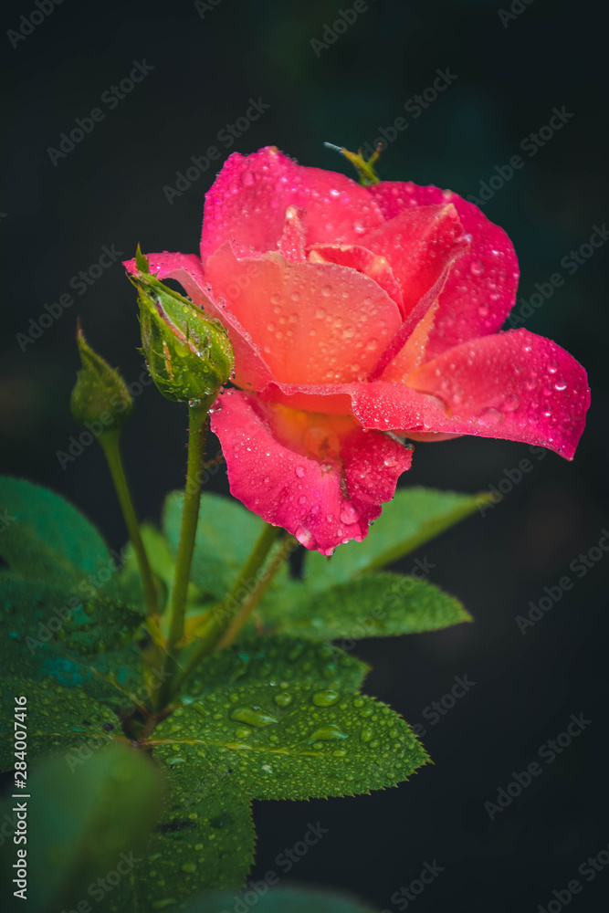 pink rose with water drops