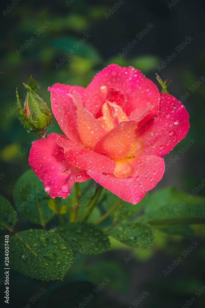 red flower in rain