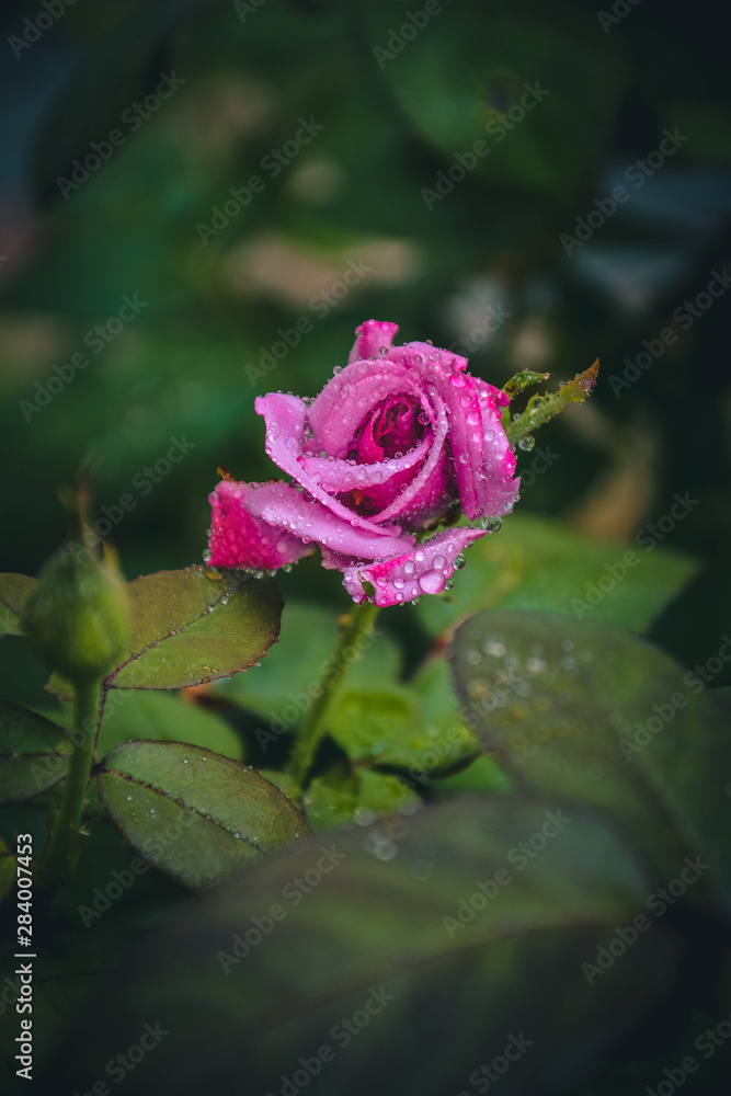 pink rose in garden