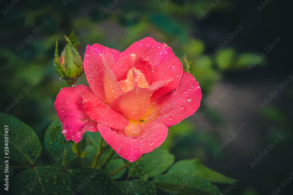 pink rose in garden