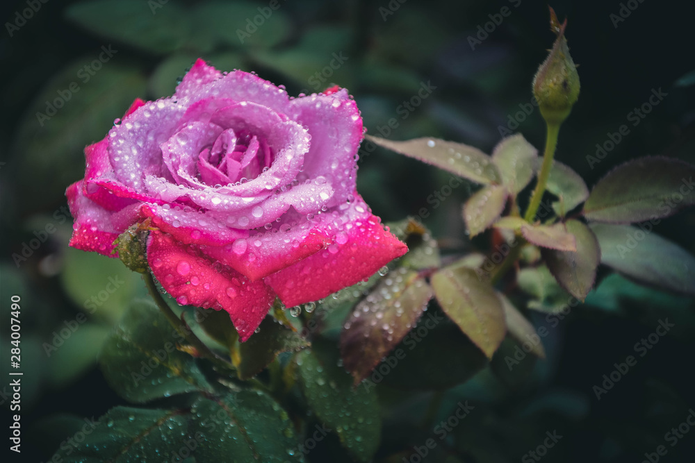 pink rose with water drops