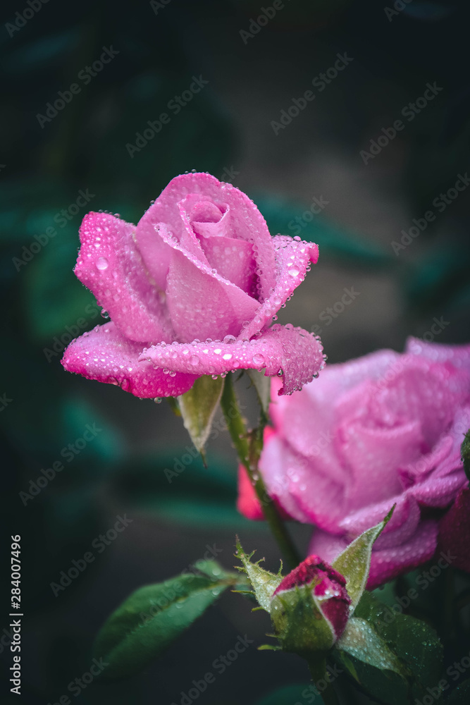 pink rose on black background