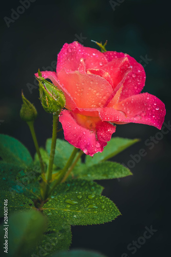 Obraz na płótnie pink rose with water drops w salonie