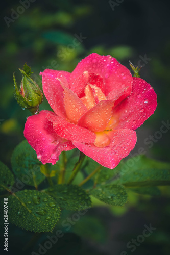 Obraz na płótnie red flower in rain w salonie