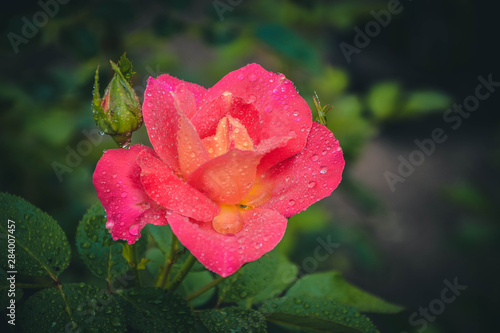 Obraz na płótnie pink rose in garden w salonie