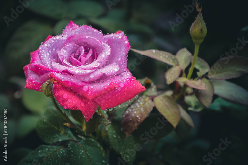 Obraz na płótnie pink rose with water drops w salonie