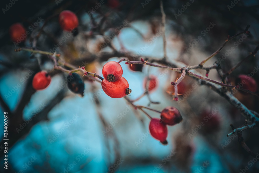 red berries in snow
