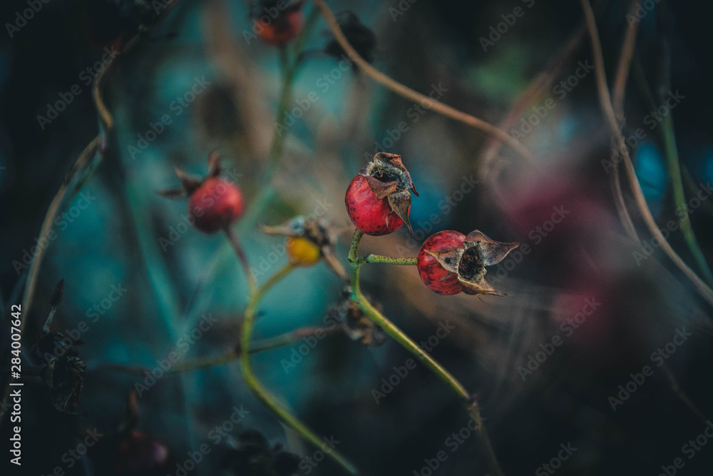 red berries on branch
