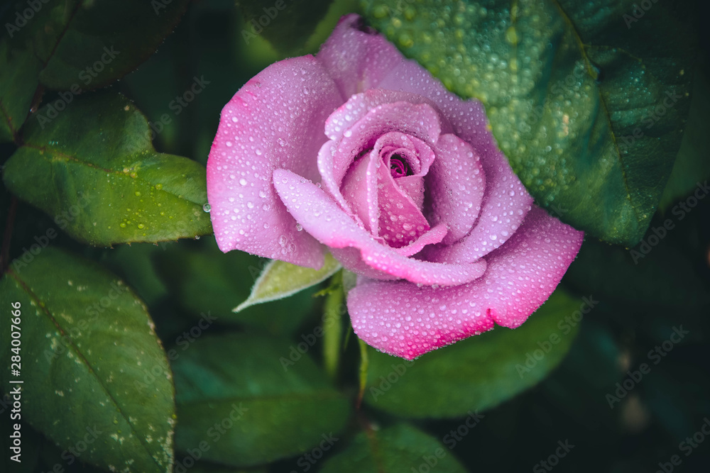 pink rose in the garden