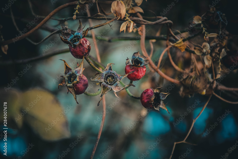 branch with red berries