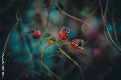 Obraz na płótnie red berries on branch w salonie