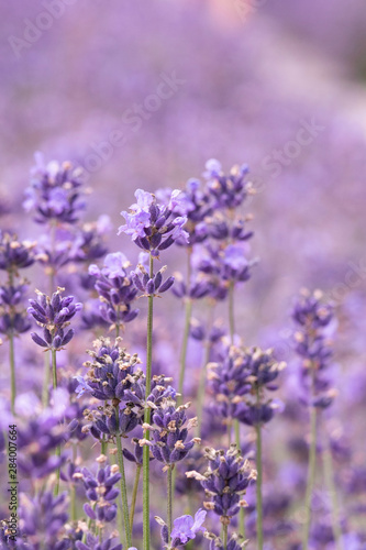 Fototapeta Naklejka Na Ścianę i Meble -  Lavender on lavenders field in bloom