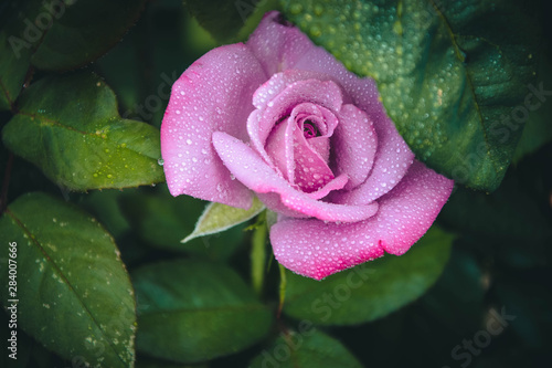 Obraz na płótnie pink rose in the garden w salonie