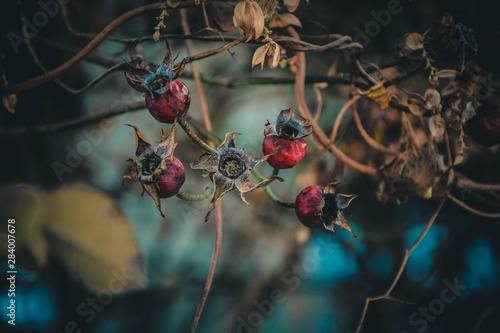 Obraz na płótnie branch with red berries w salonie