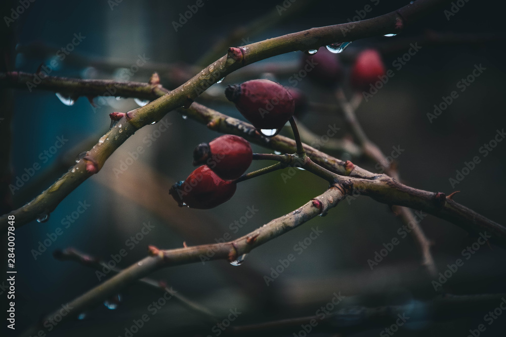 red berries on branch