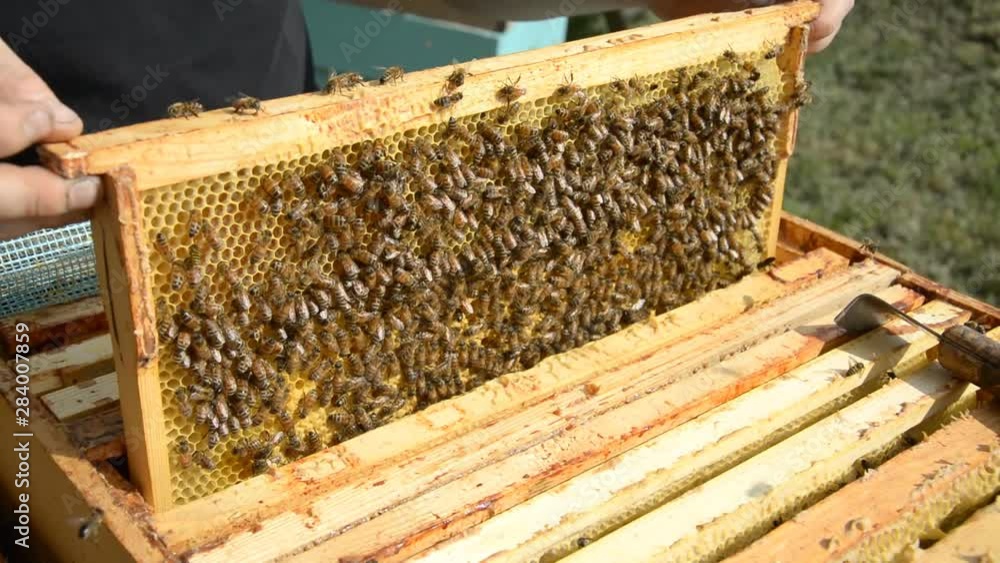 A woman beekeeper in a white protective suit pulls out a wooden frame with honeycombs on which bees crawl from hive A woman beekeeper in a white protective suit pulls out a wooden frame with honeycombs on which bees crawl from hive