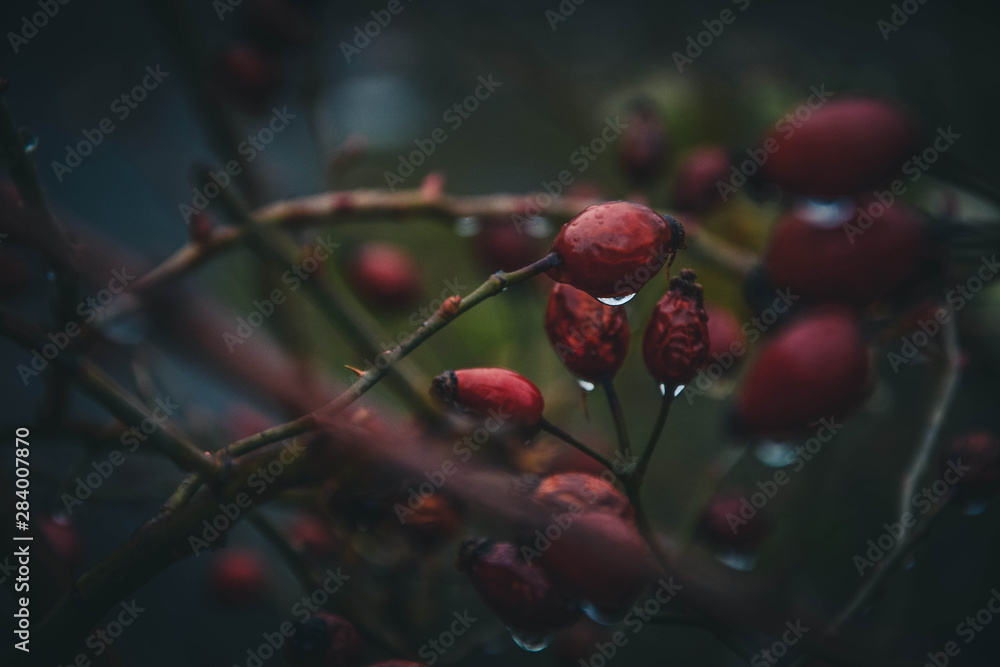 red berries of barberry