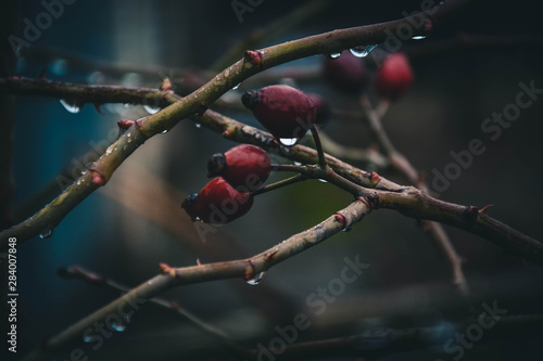 Obraz na płótnie red berries on branch w salonie