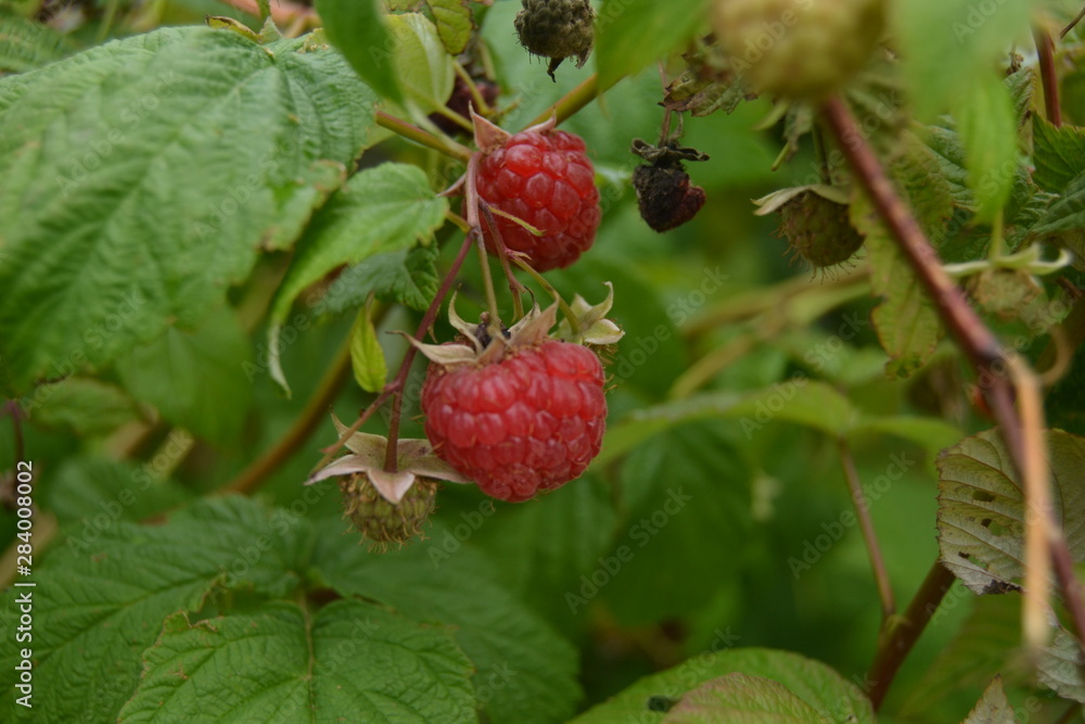 Raspberry in the garden. Red ripe sweet berries. Simple life. Raspberry in the garden. Red ripe sweet berries. Simple life.