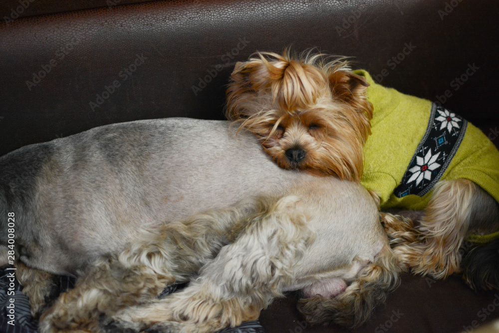 portrait of yorkshire terrier