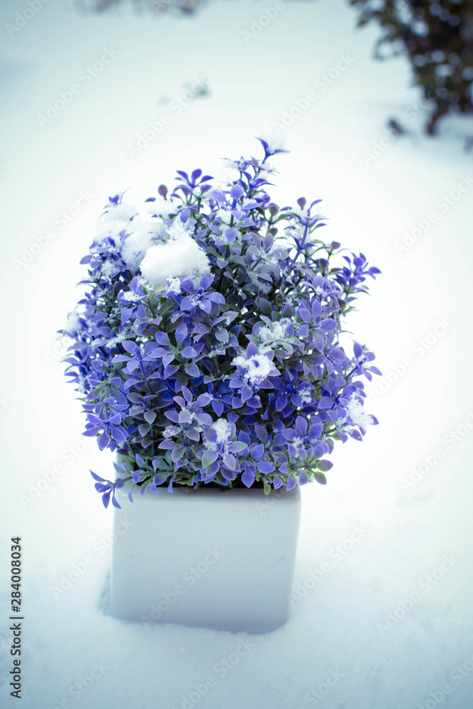 bouquet of blue flowers in glass vase isolated on white