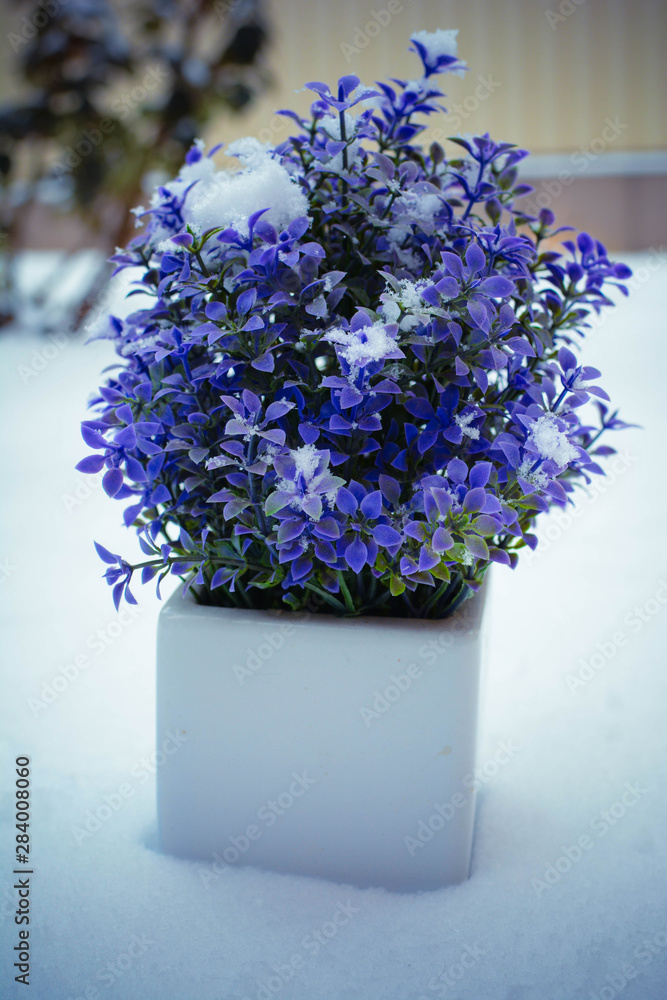 bouquet of blue flowers in glass vase on white background