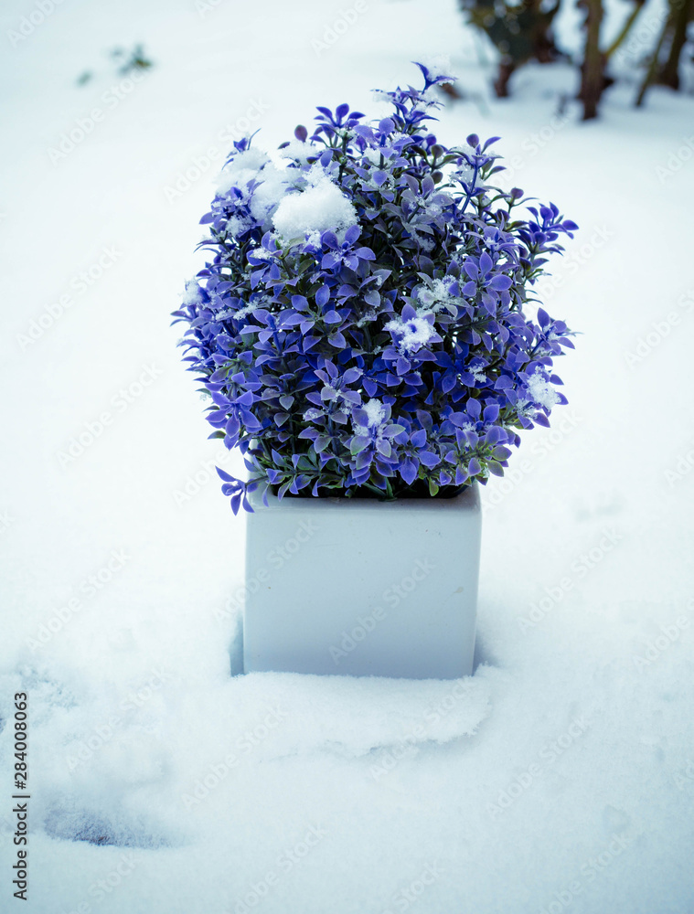 blue flowers in vase