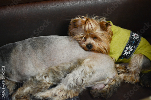 Obraz na płótnie portrait of yorkshire terrier w salonie