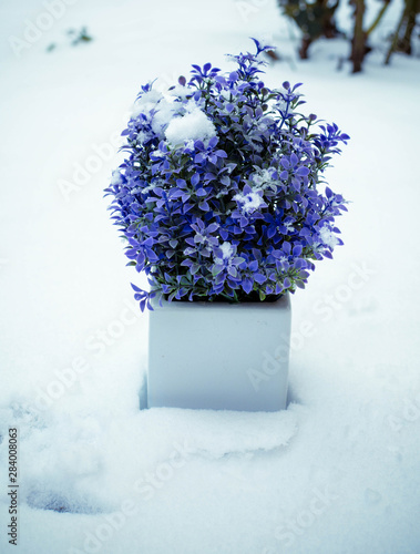 Obraz na płótnie blue flowers in vase w salonie