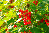 Branch of ripe red currant in summer garden. Red sweet berries growing on red currant (ribes rubrum) bush in sunny fruit garden. Farm product grown without fertilizer for background