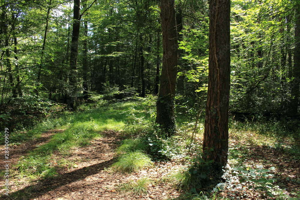 Fototapeta premium Schöner Waldweg