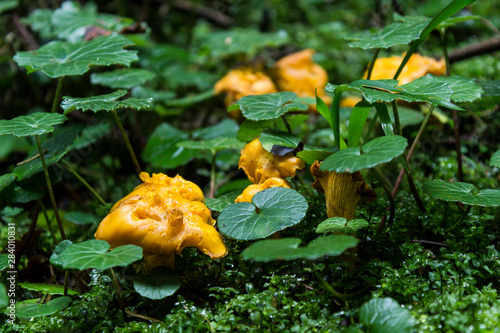 Chanterelle mushrooms in the forest