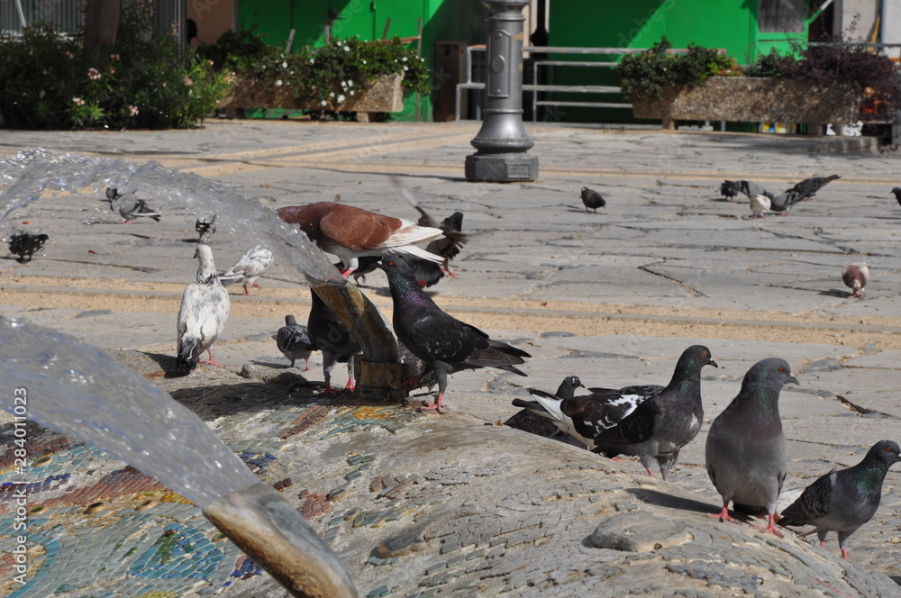 Fototapeta premium The beautiful bird pigeon in the environment