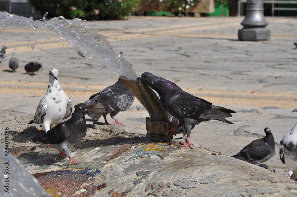 The beautiful bird pigeon in the environment The beautiful bird pigeon in the environment