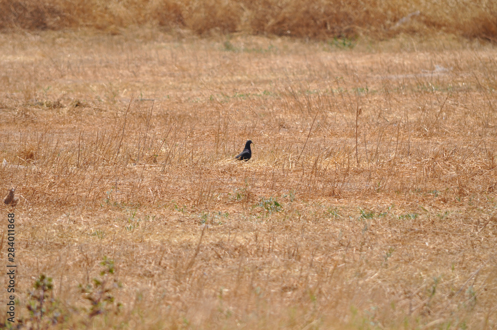 The beautiful bird pigeon in the environment The beautiful bird pigeon in the environment