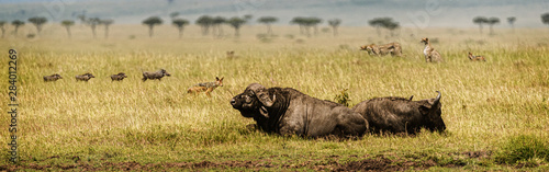 African Grasslands Scene Web Banner © adogslifephoto