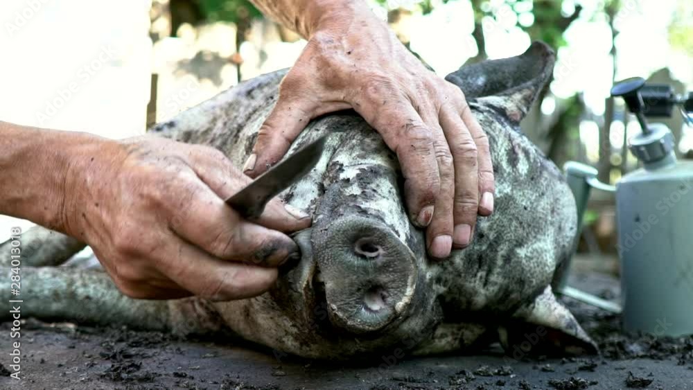 A man burns with fire and removes the skin from a pig. Black Vietnamese
