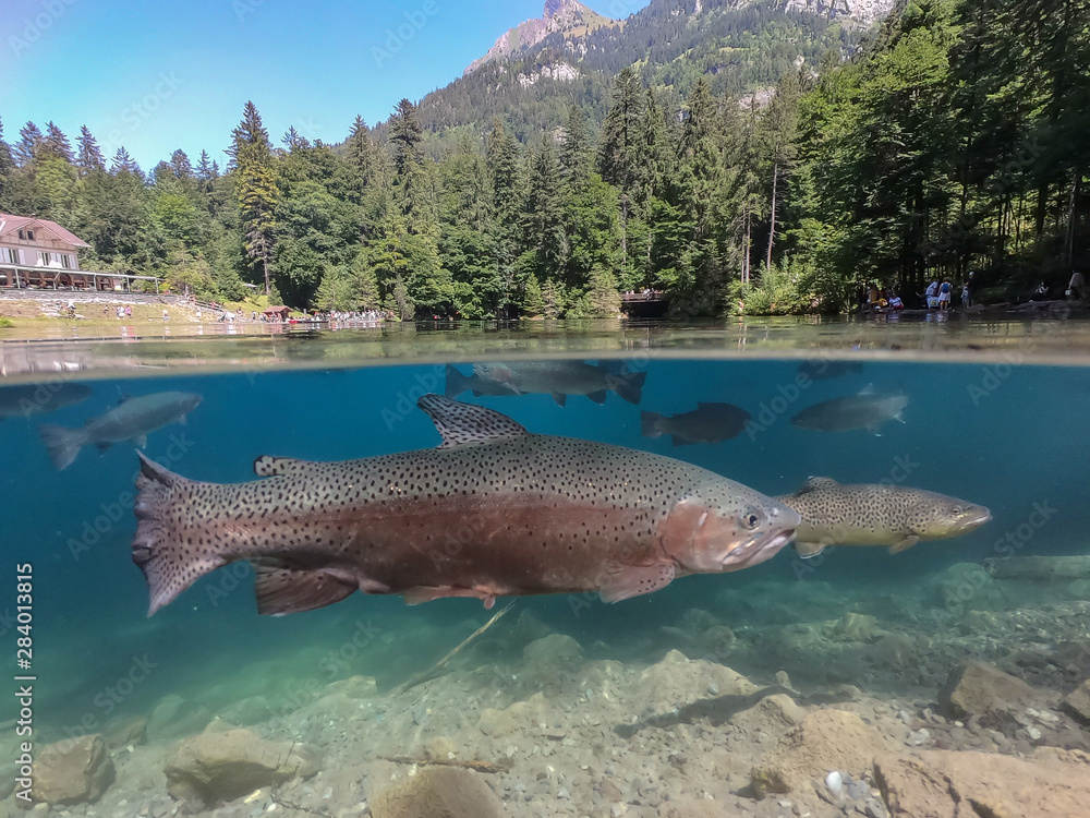 Fototapeta premium Blausee mountain lake in Switzerland in the Kander valley. Trout fish seen through crystal-clear water of Blue Lake im summer.