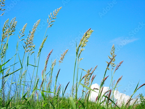 green grass and blue sky