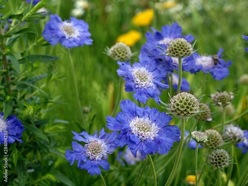Meadow with purple scabiosa flowers
