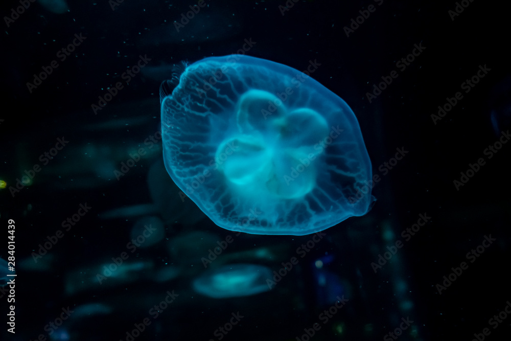 Slow motion relaxing view background of a glowing blue color jellyfishes slowly floating in the dark aquarium water Slow motion relaxing view background of a glowing blue color jellyfishes slowly floating in the dark aquarium water