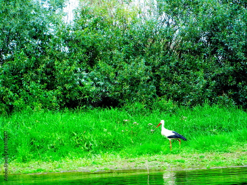 stork in the nest