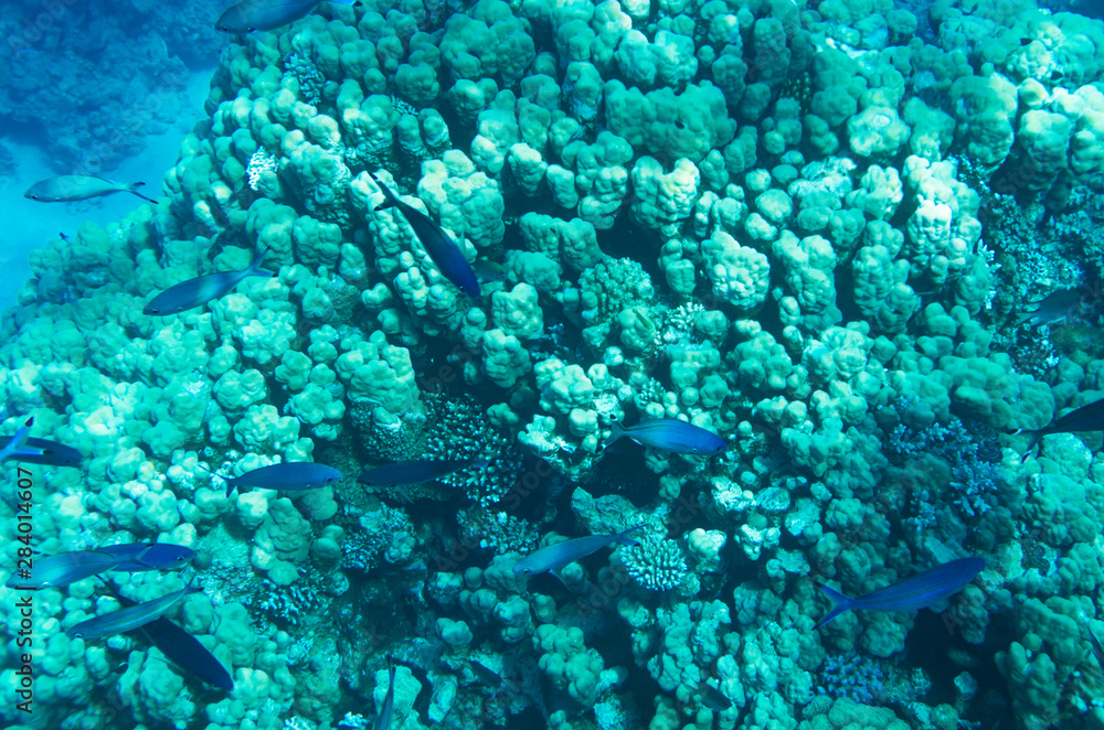 Fototapeta premium A flock of blue fish swims above the corals, swims above, Caesio