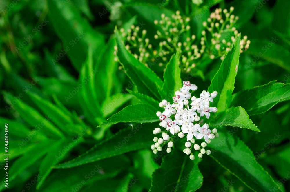 white flower